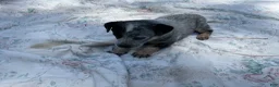Australian Cattle Dog dogs for sale: Australian Cattle Dog Puppy 1 - Ad 1