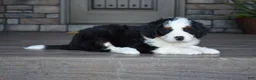 Mini Bernedoodle dogs for sale: Jazzie - Ad 11