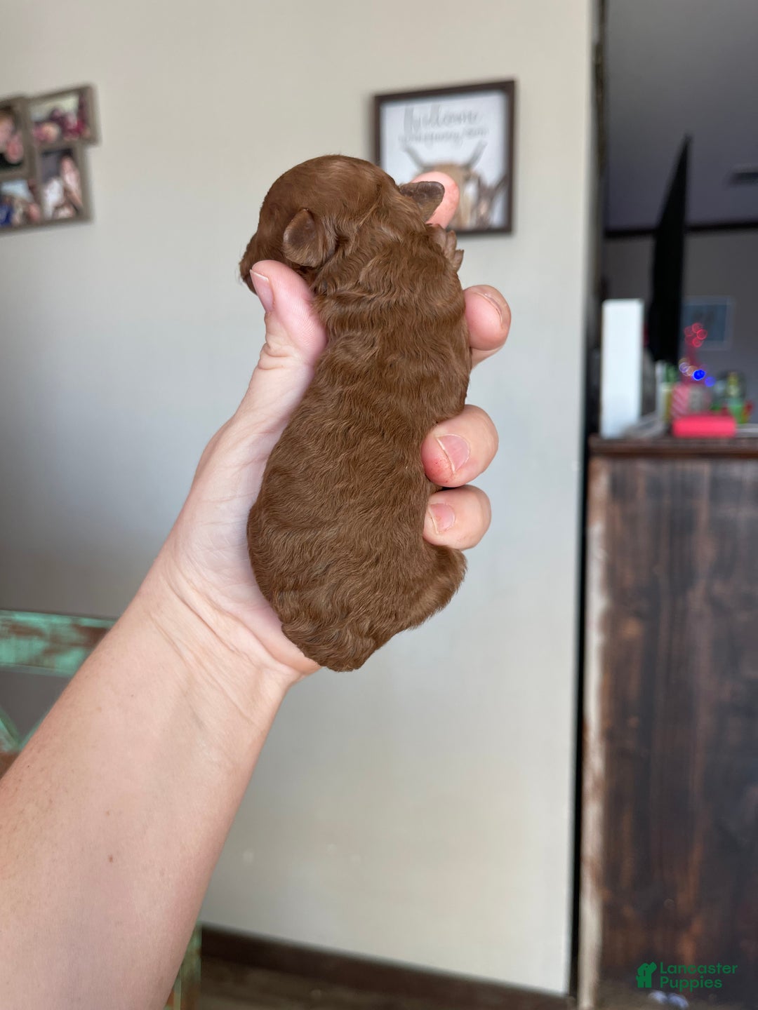 Toy Poodle dogs for sale: Akc bred color Red Boy 1 - Ad 4