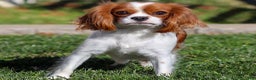 Cavalier King Charles Spaniel dogs for sale: Mya - Ad 9