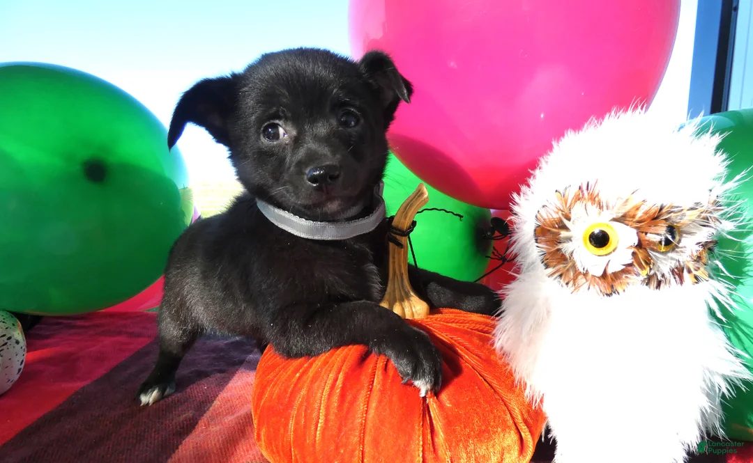 Chihuahua dogs for sale: Chihuahua 2 Tamara - Ad 1