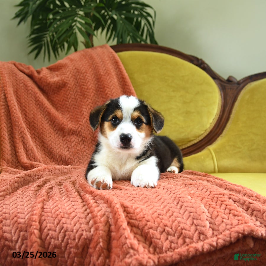 Welsh Corgi Pembroke dogs Tigger - Ad 2