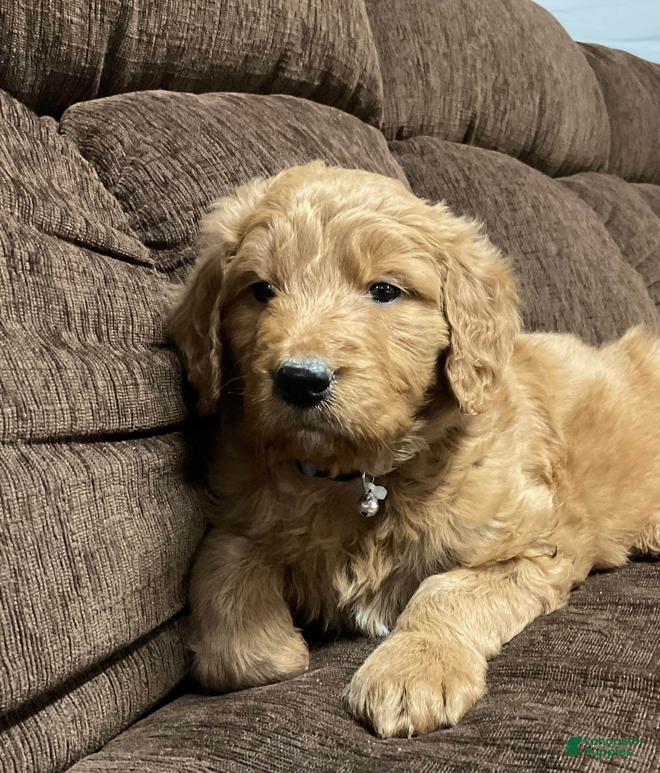 Goldendoodle dogs Curri - Ad 34