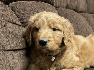 Goldendoodle dogs Curri - Ad 34