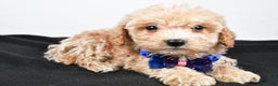 Maltipoo dogs for sale: Carter - Ad 2
