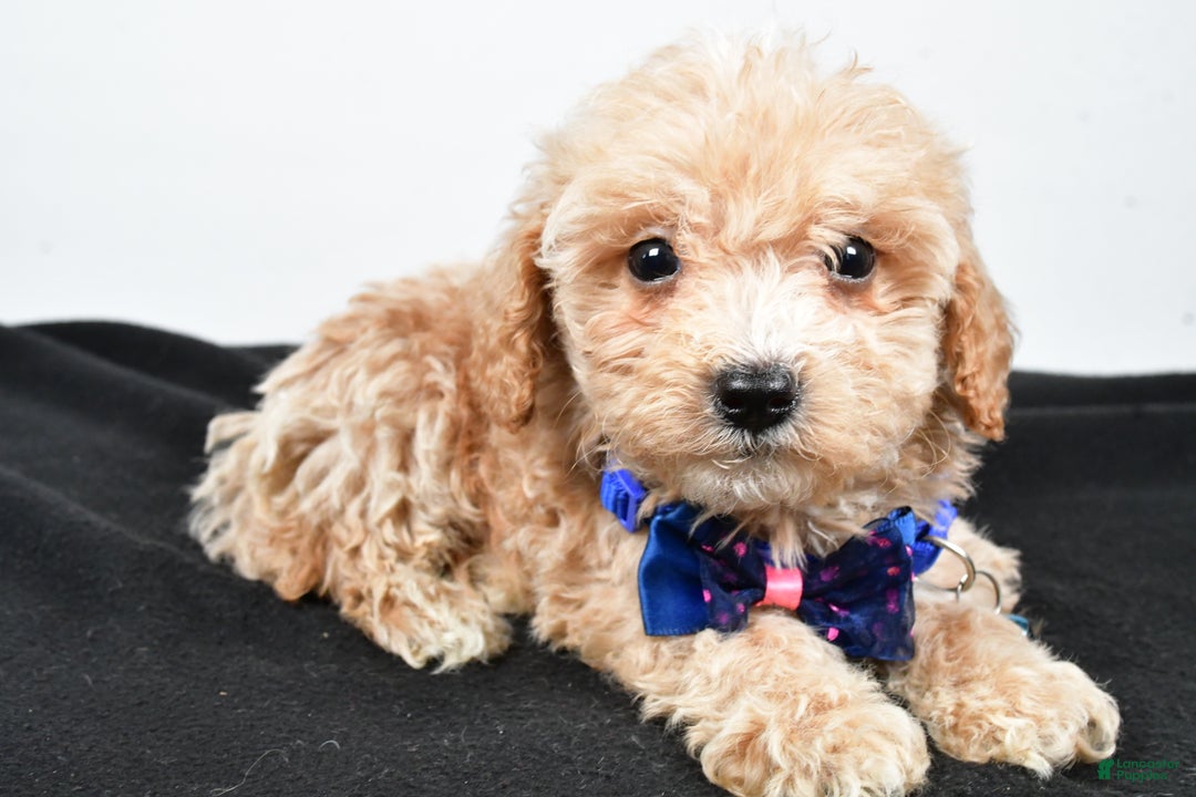 Maltipoo dogs for sale: Carter - Ad 2