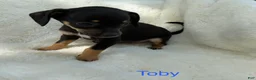 Chihuahua dogs for sale: Chihuahua Puppy 2 - Ad 3