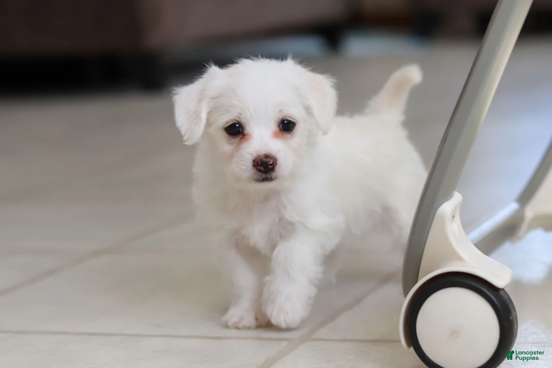 Morkie dogs for sale: Eddy - Ad 7