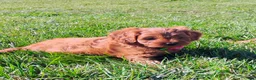 Cavapoo dogs for sale: Hazel - Ad 1