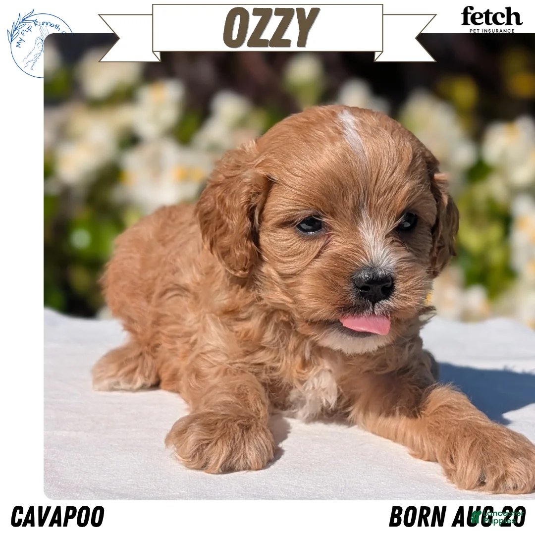 Cavapoo dogs for sale: Ozzy - Ad 1