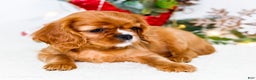 Cavalier King Charles Spaniel dogs for sale: Star - Ad 5