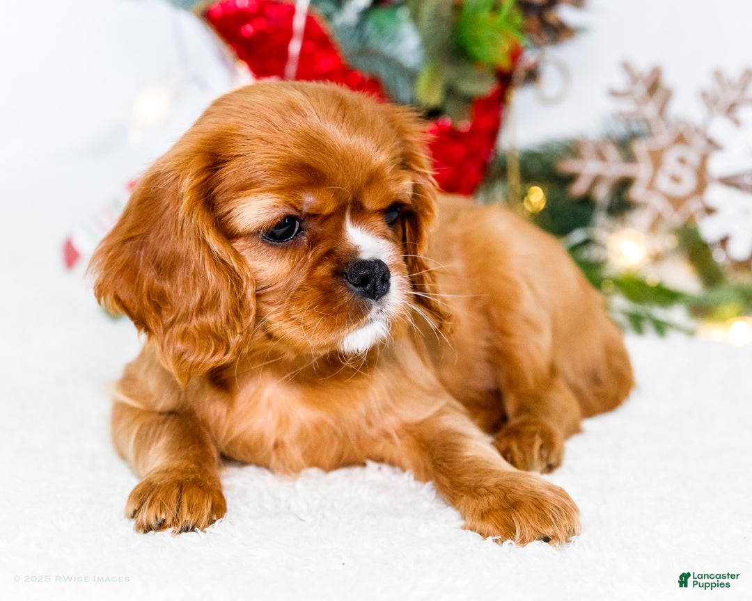 Cavalier King Charles Spaniel dogs for sale: Star - Ad 5