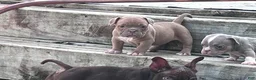 American Bully dogs for sale: Princess Peach - Ad 6