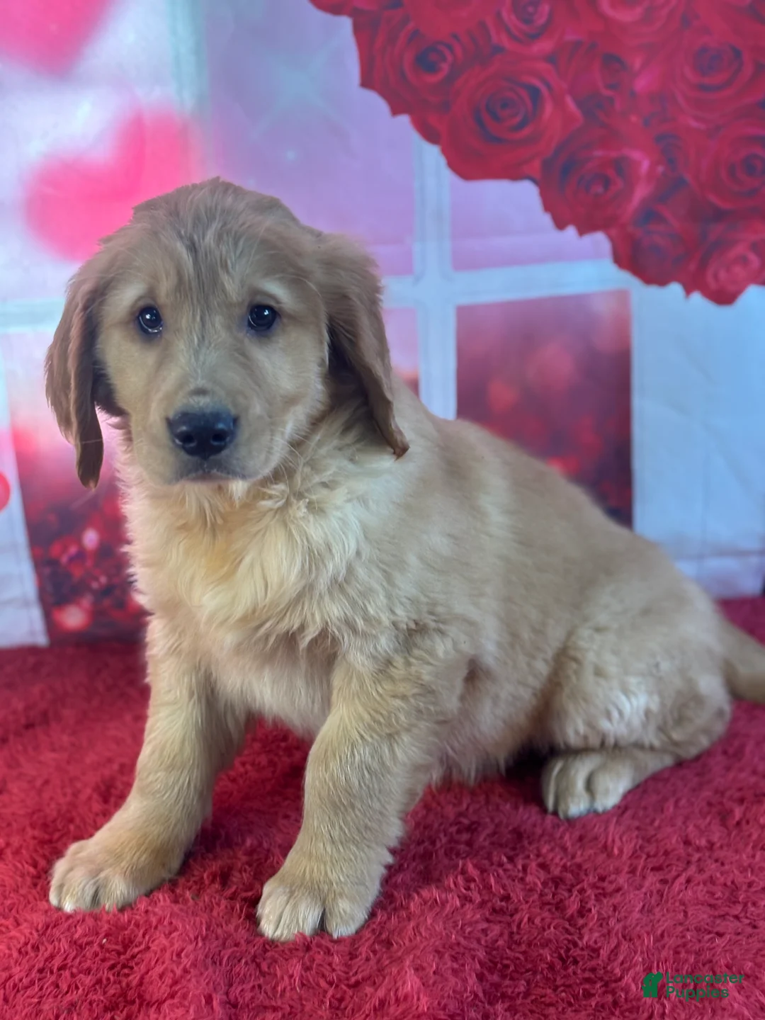 Golden Retriever dogs for sale: Kyle - Ad 2