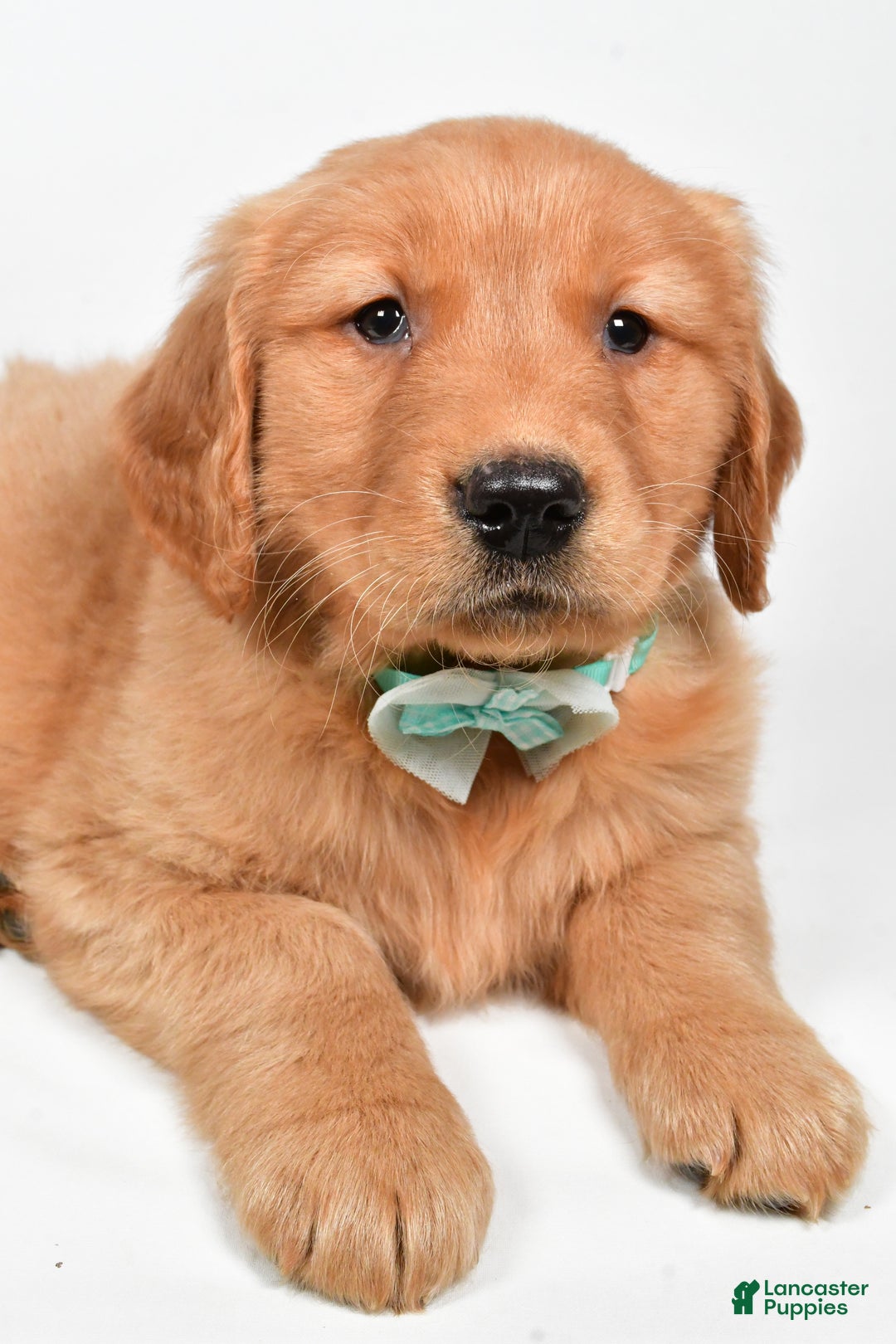 Golden Retriever dogs for sale: Charlie - Ad 7