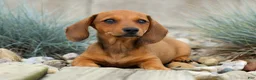Miniature Dachshund dogs for sale: Sasha 🩷 - Ad 5