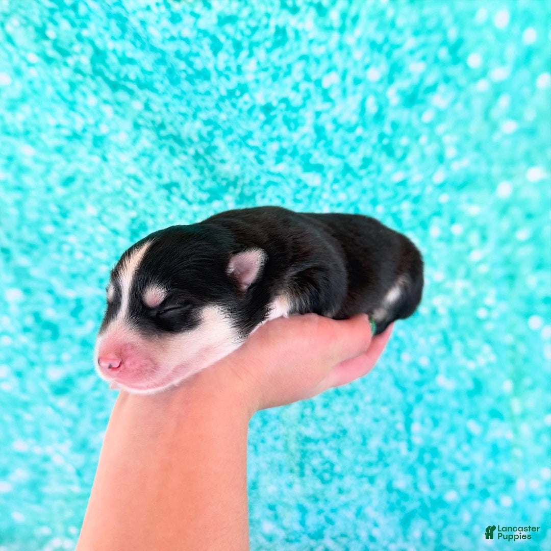 Pomsky dogs for sale: Lumi - Ad 16