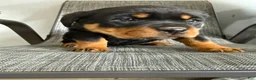 Rottweiler dogs for sale: Lacie - Ad 18