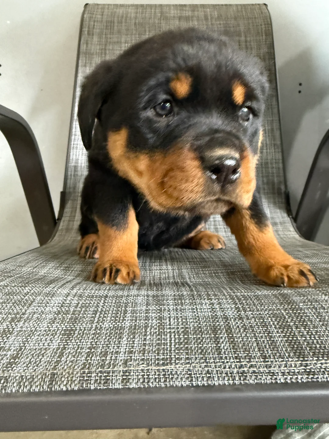 Rottweiler dogs for sale: Lacie - Ad 18