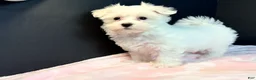 Maltese dogs for sale: Maltese 2 - Ad 1
