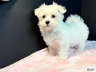 Maltese dogs for sale: Maltese 2 - Ad 2