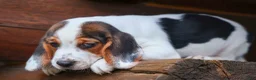Beagle dogs for sale:  Dallas 🐾 - Ad 16