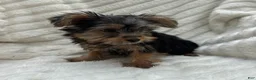 Yorkshire Terrier dogs for sale: Vinny - Ad 7