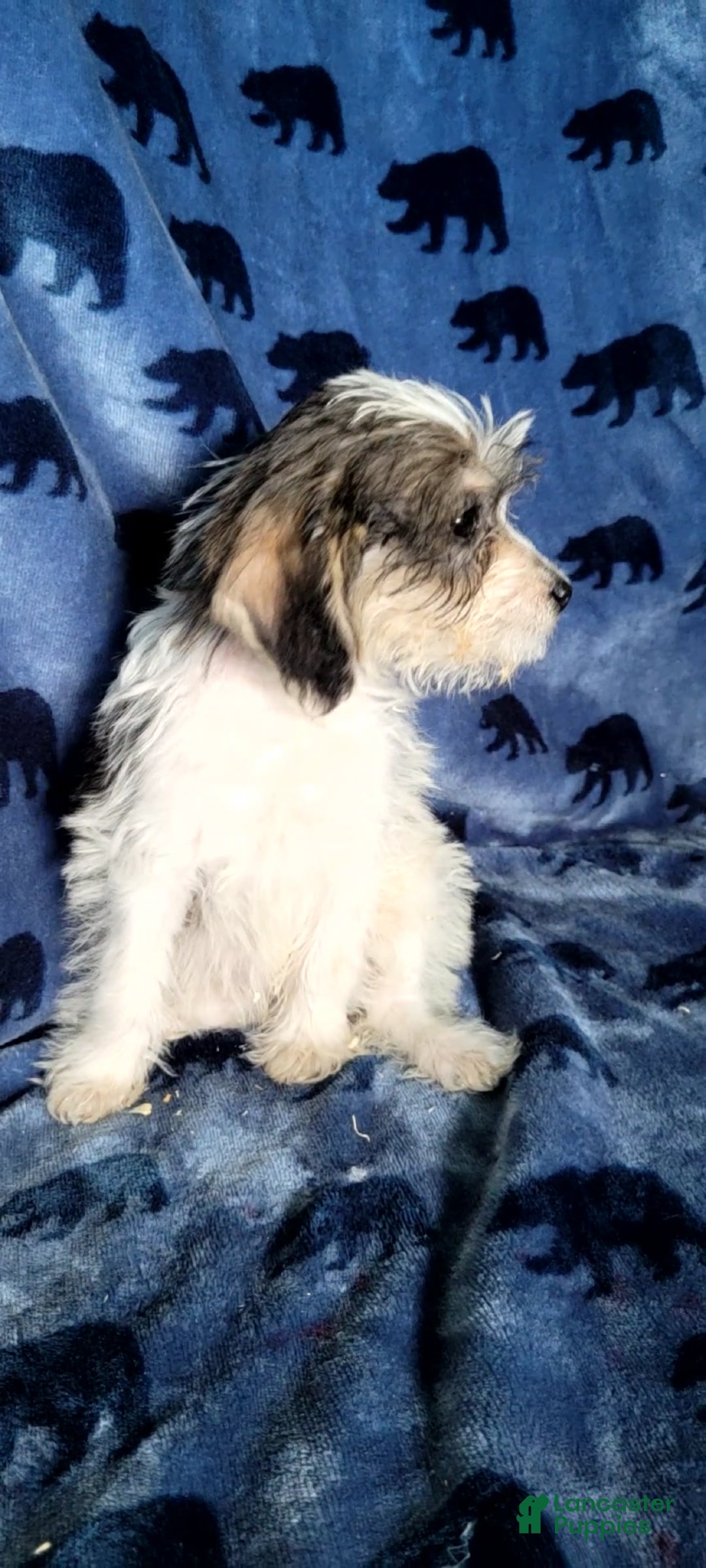Schnoodle dogs Molly  - Ad 2