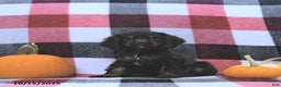 Cocker Spaniel dogs for sale: Mavis - Ad 10