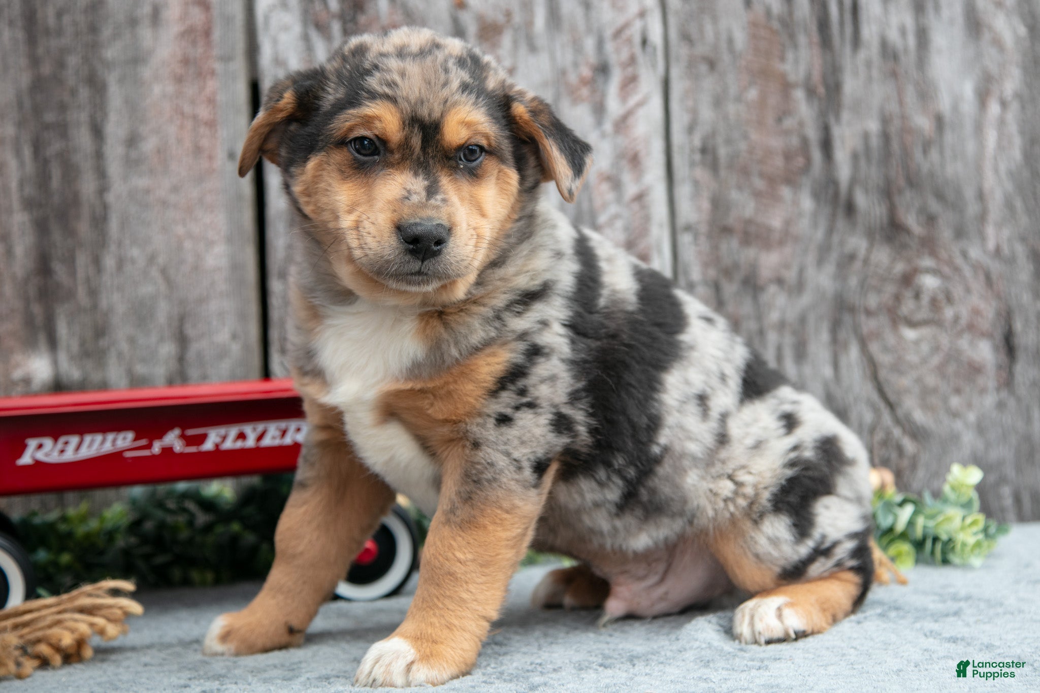 Mixed Breed dogs for sale: Poko - Ad 1