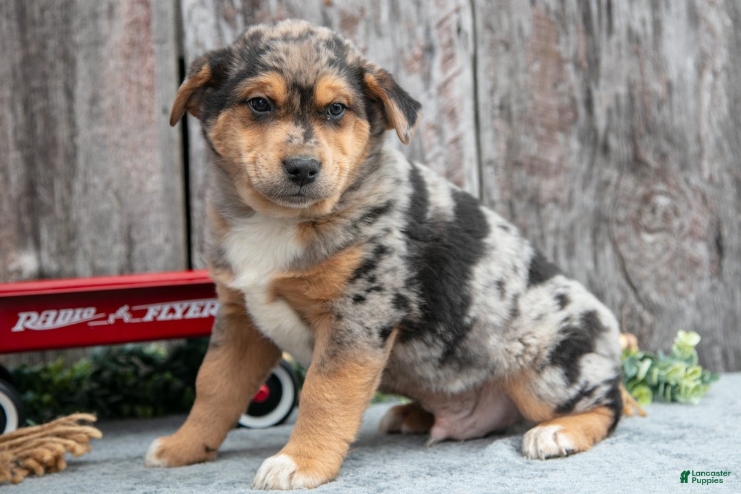 Mixed Breed dogs for sale: Poko - Ad 1