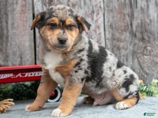 Mixed Breed dogs for sale: Poko - Ad 1