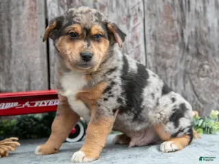 Mixed Breed dogs Poko - Ad 15