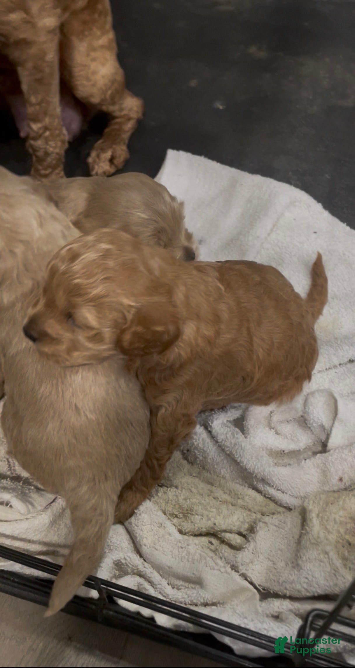 Goldendoodle dogs Goldendoodle Puppy 1 - Ad 18