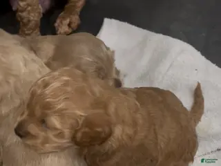 Goldendoodle dogs Goldendoodle Puppy 1 - Ad 18