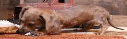 Miniature Dachshund dogs for sale: Barbie blue/tan wirehair female - Ad 3