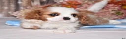 Cavalier King Charles Spaniel dogs for sale: Hux - Ad 4
