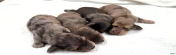 Miniature Dachshund dogs for sale: Uk shaded cream dapple - Ad 3
