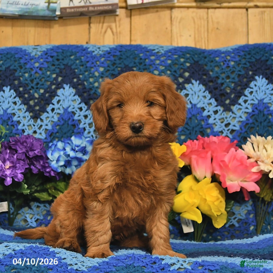 Mini Goldendoodle dogs Rover  - Ad 1