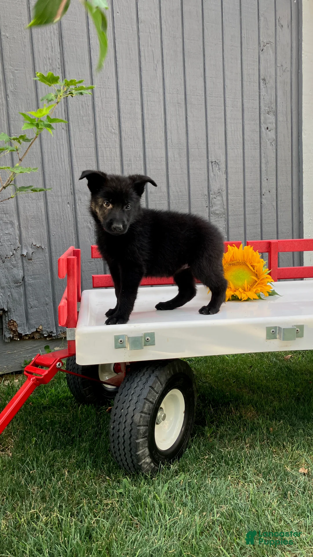 German Shepherd dogs for sale: KitKat - Ad 2