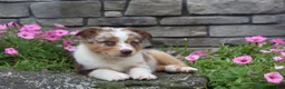Australian Shepherd dogs for sale: Australian Shepherd 8 - Ad 5