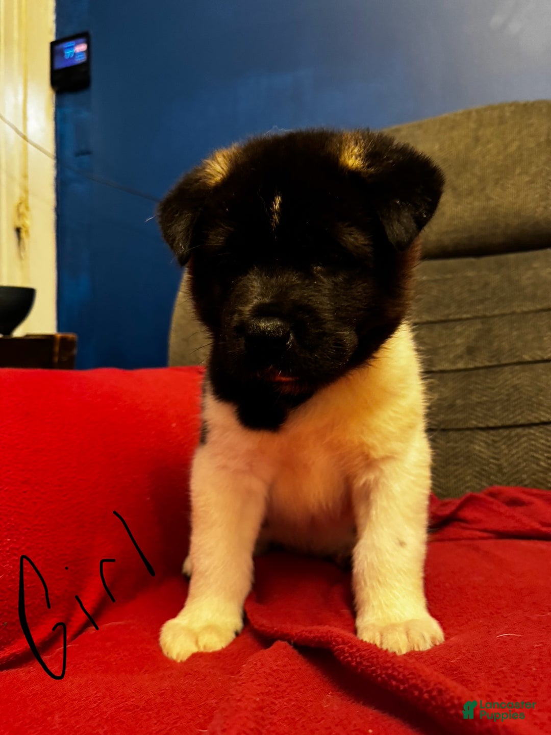 Akita dogs for sale: Akita Puppy 3 - Ad 2