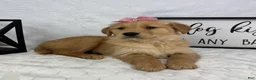Golden Retriever dogs for sale: Gigi - Ad 1