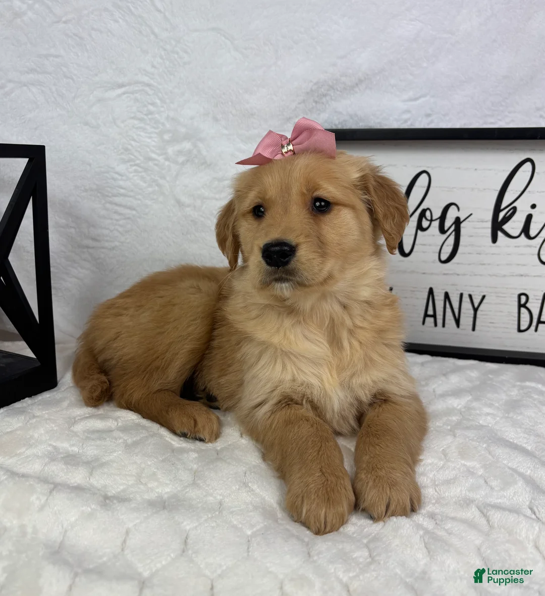 Golden Retriever dogs for sale: Gigi - Ad 1