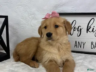 Golden Retriever dogs Gigi - Ad 29