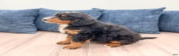 Mini Bernedoodle dogs for sale: Benson - Ad 4