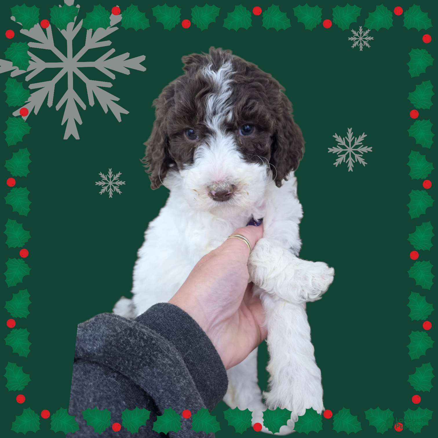 Standard Poodle dogs Standard Poodle Puppy 5 - Ad 19