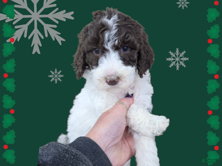 Standard Poodle dogs Standard Poodle Puppy 5 - Ad 26