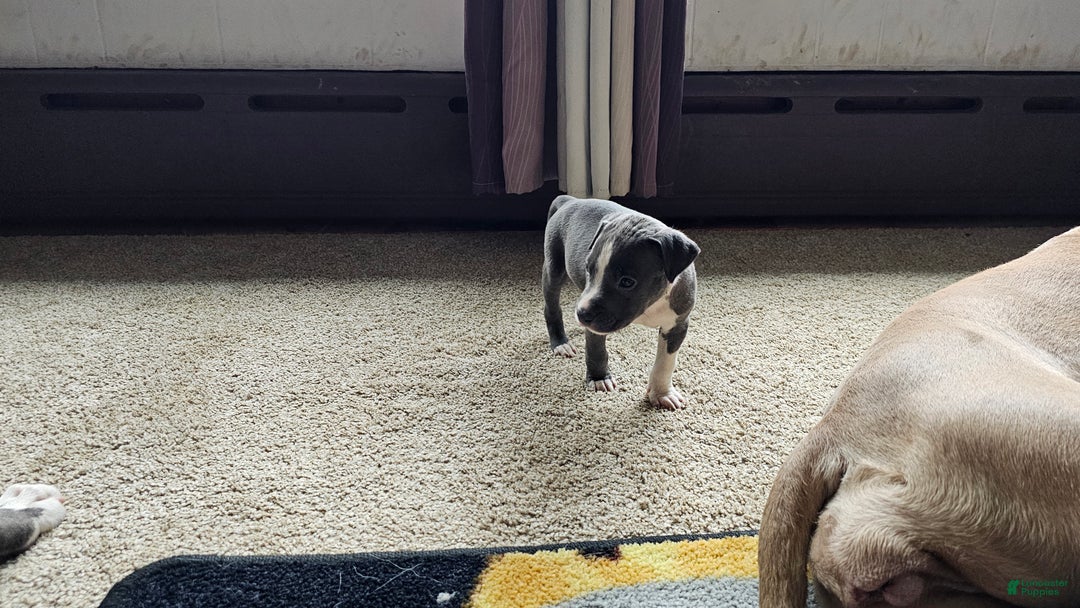 American Pit Bull Terrier dogs for sale: Blue Nose Pitbull Thor - Ad 7