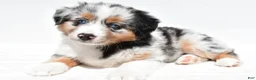 Miniature Australian Shepherd dogs for sale: Stella - Ad 4